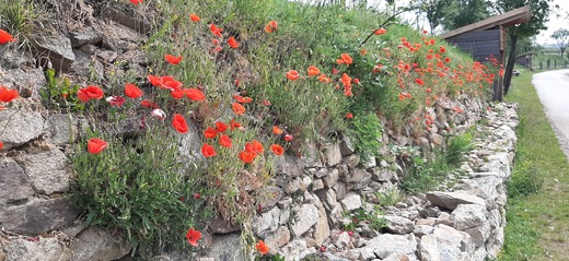 Pezinok - Borinka