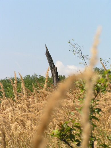 Pezinok - Sightseeing tower on Veľká Homoľa